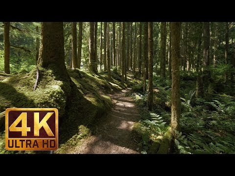 4K Virtual Forest Walk along Middle Fork Trail at Snoqualmie region. Part 1- 3 HR Relax Music