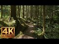 4K Virtual Forest Walk along Middle Fork Trail at Snoqualmie region. Part 1- 3 HR Relax Music