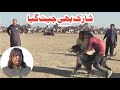 Sardar Fawad Ali Gujjar Saheb Wala Shark Jeet Gia Famous Bully Kutta Shark Top Bully Dogs