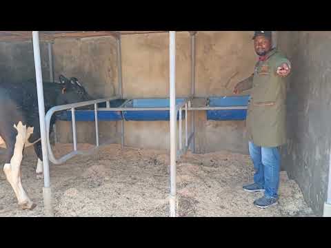 construction of modern cow shed by SAMPAL DAIRY FARM