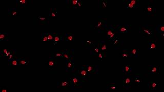 Falling Rose Petals Red HD Animation