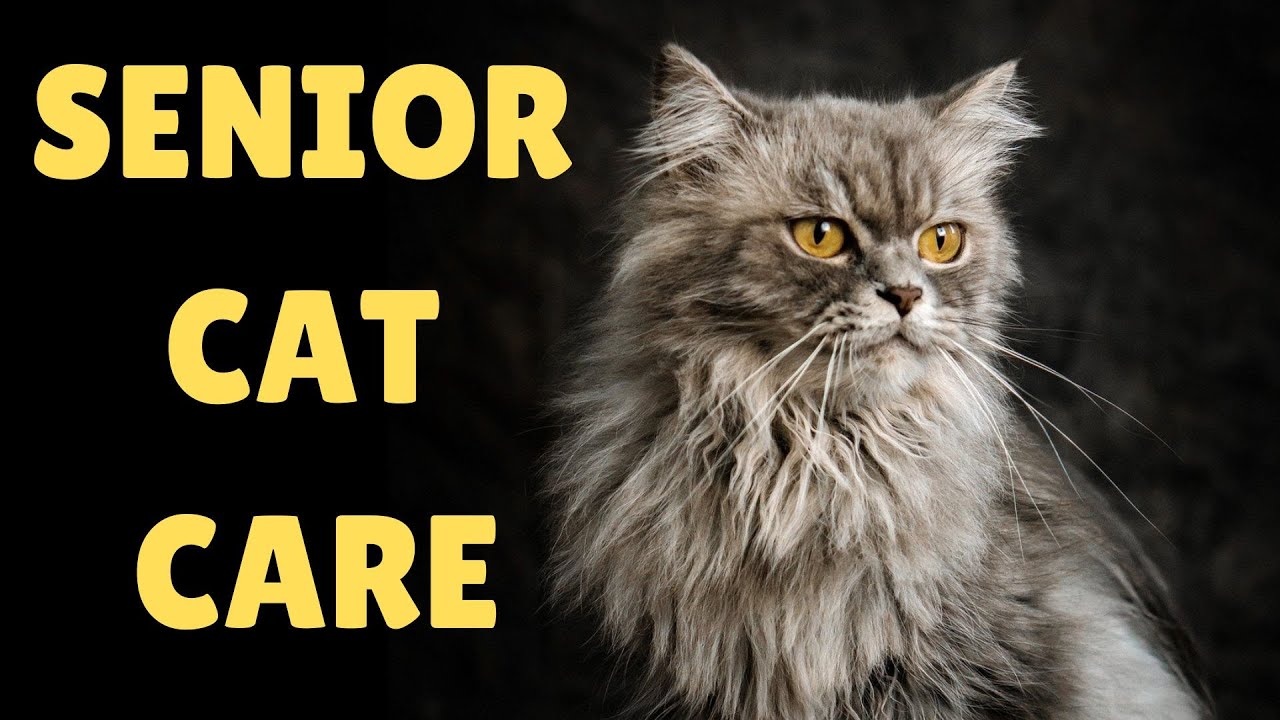How To Care For An Elderly Cat (10 Important Ways!)