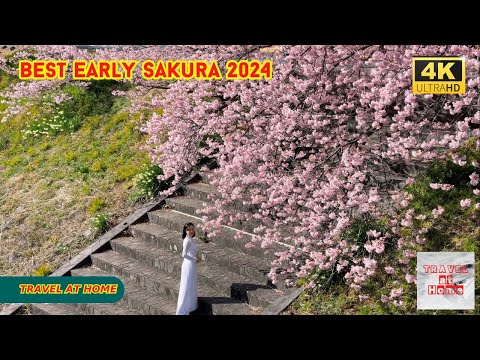 4k hdr japan travel 2024 | Best Early Sakura near Tokyo Kawazu Sakura（河津桜）|  Japan Cherry Blossoms
