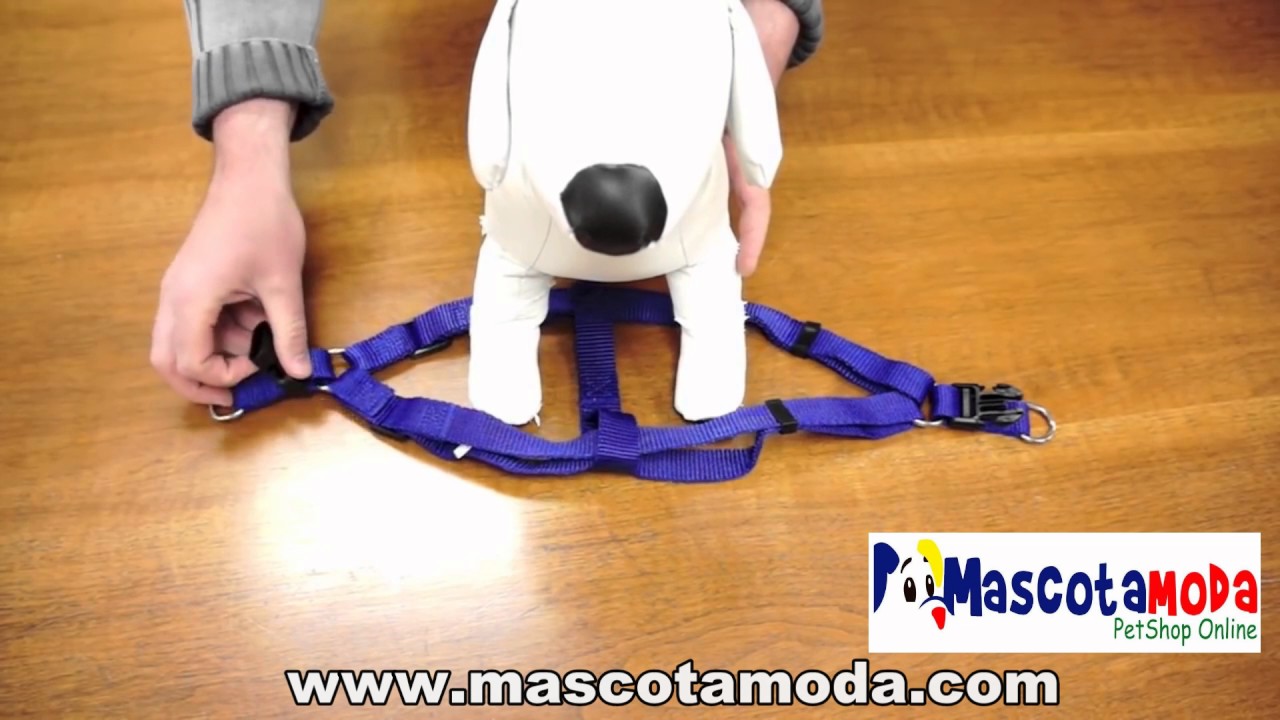 Poner pechera o arnes a un perro