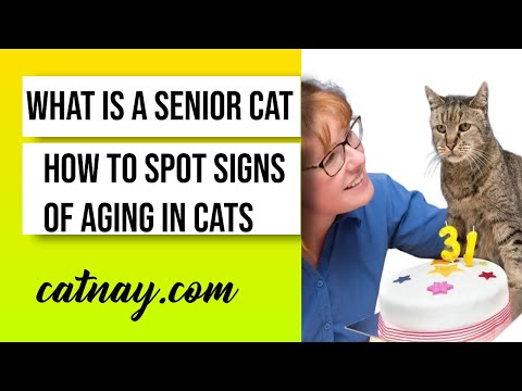 What is a Senior Cat How to Spot Signs of Aging in Cats