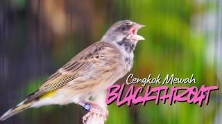 Download lagu MATERI MEWAH CENGKOK SULTAN - MASTERAN BLACKTHROAT GACOR SUARA JERNIH DURASI PANJANG mp3