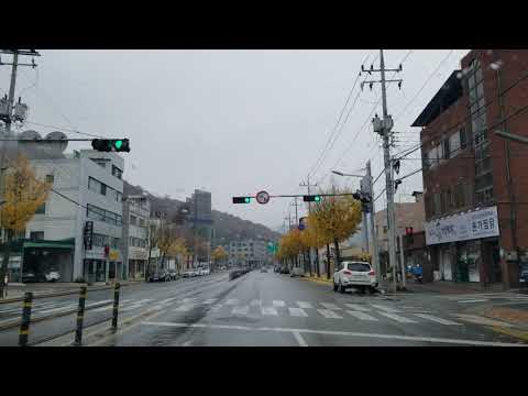 [Gyeongsangbuk-do] (Cidade de Andong) Árvore Ginkgo