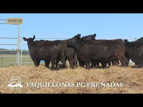 HUACA CURU   VAQUILLONAS PC   LOTE 50