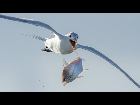 Incredible Osprey Diving and Bird in Flight Photography after Big Storm Florida - Sony A7RIV Sony A9