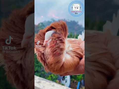 pigeon | පරවි | Paravi | #paravi #pigeon #fancypigeon | Akindu pet Show #shorts