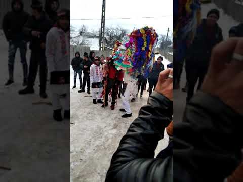 Capră de la Slobozia Noua (Panu)