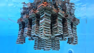 Kapla Jellyfish in Water