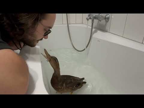 Billy The Terror Duck