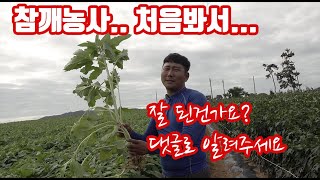 올해 참깨 농사... 처음 봤는데 이 정도 좋은 참깨??? 이파리도 좋아 꽃도 좋아 판단 부탁드립니다!! 잘…