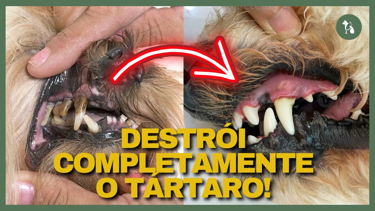 EM CASA, BARATO E RÁPIDO! ACABE COM O TÁRTARO. Como Tirar o Tártaro Do Dente Do Cachorro e Do Gato?