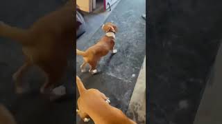 Video preview image #1 Boxer-Unknown Mix Puppy For Sale in Minneapolis, MN, USA