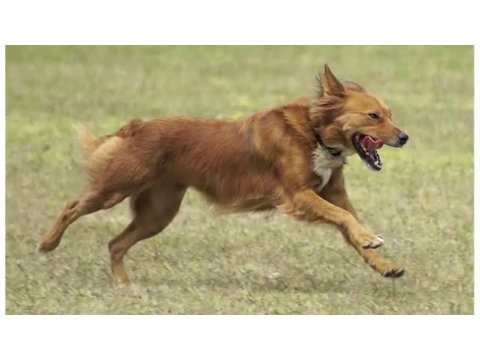 What Is a Mutt? | Dog Breeds