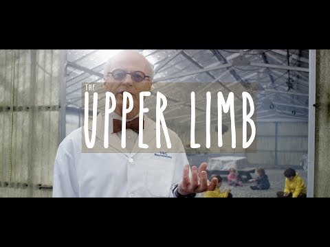 Neuroanatomy S3 E2: The Upper Limb #neuroanatomy #ubcmedicine