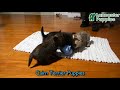Cairn Terrier dogs for sale: Rudolph - Video 1