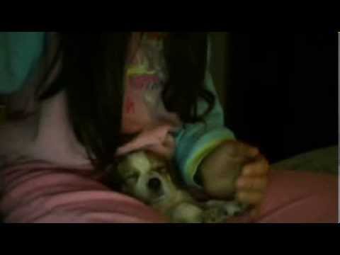 Perro se queda dormido