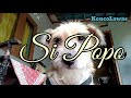 Lagu Si Popo Anjing Lucu