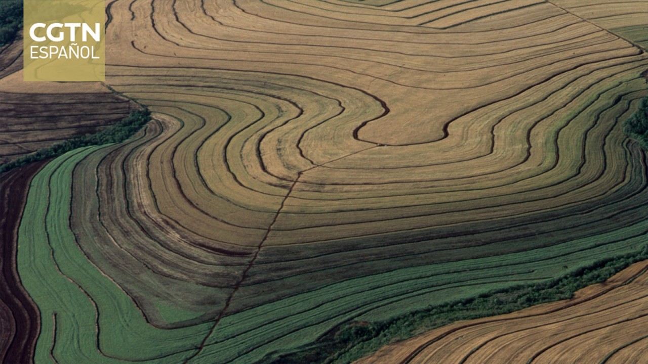 El conflicto en Oriente Medio afecta la siembra de trigo de invierno en Brasil