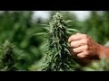 Native American Tribe Legalizes Pot, DEA Raids ...