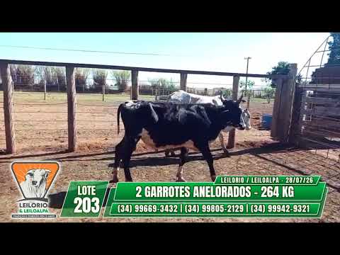 LOTE 203   2 GARROTES ANELORADOS   264 KG- LEILO RIO & LEILO ALPA - RIO PARANAÍBA-MG - 28/07/26