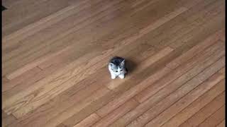 chao cat crunchy chao race music
