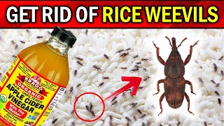 Naturally Get Rid of Rice Weevils with These Simple Tricks