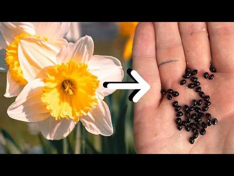How to Collect and Save Daffodil Seeds