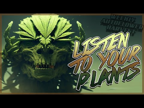 Auto Flower Weekly Harvest |Listen To Your Plants - Don't Neglect Your Plants With A Schedule
