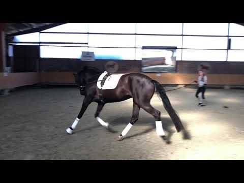 2017 Mare Blue Hors Farrell x Wonderboy