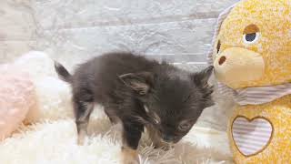 チワワ（ロング）の動画01