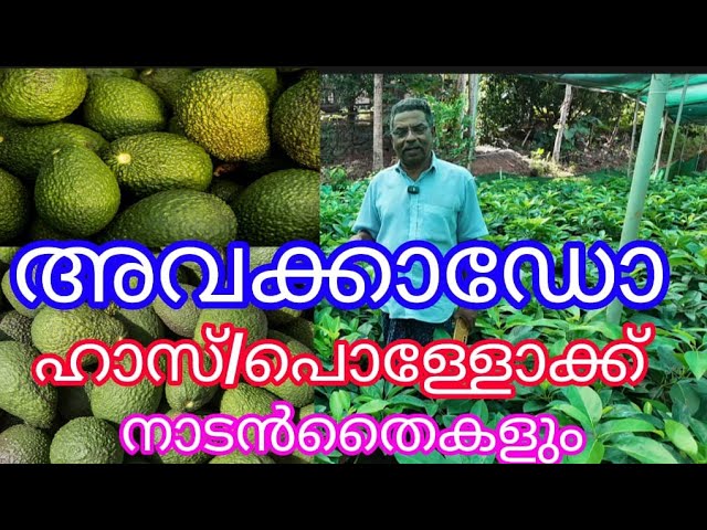  അവക്കാഡോ ചെടികൾ  | Avacado plants