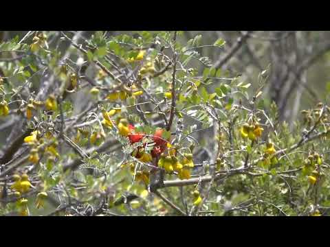 Iiwi at Hosmer Grove, Maui, Hawaii (4.25.25)