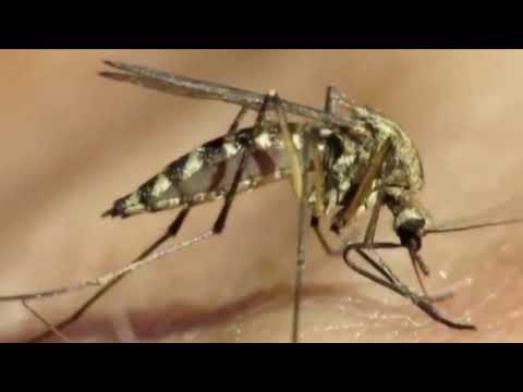 Mosquito Control Program Begins
