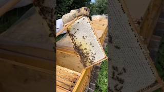 Beginner's Guide to Honey Harvesting - Step by Step Tutorial