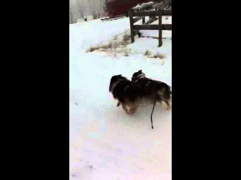 My little brothers sled team!