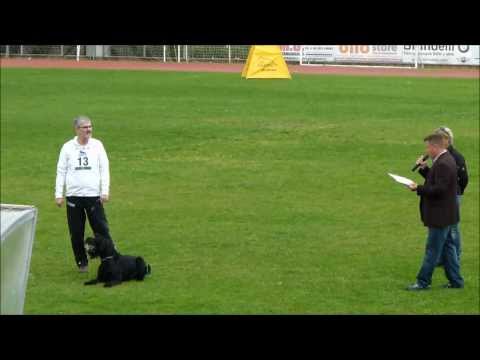 Bodo vom Hexenwald - Abt.C = 92 P. / ISPU WM 2013 Italy