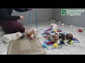 Mixed Breed dogs for sale: Shirley - Video 1