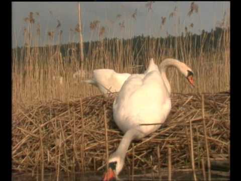 Le cygne tuberculé, un oiseau de très mauvaise humeur !