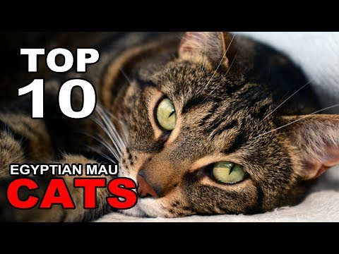 TOP 10 EGYPTIAN MAU CATS BREEDS