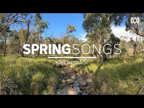 Calm creek sounds, dawn birdsong in Australia — sleep music (1.5 hours) | Nature Track