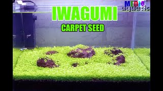 IWAGUMI Carpet Seed Aquascape