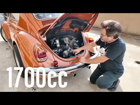 From 1500 to 1700 | Fernando's Marajó Ochre Beetle