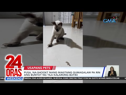 Pusa, na-shookt nang makitang gumagalaw pa rin ang buntot ng tila kalarong butiki 24 Oras Weekend