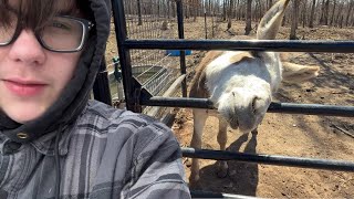 Donkey Nearly Bit Me!
