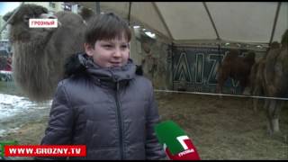 Международный цирк братьев Гертнер представил в Грозном  программу  «Шоу слонов»