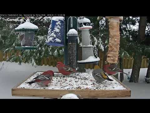 Pine Grosbeaks Spend Mid-day At Snowy Ontario Feeders – Jan 11, 2017